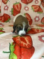 Yellow girl, a female Basset Hound for sale in McAlester, OK – 3 of 3