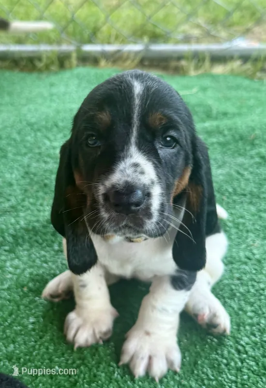 Baby Pink girl – Basset Hound puppy for sale in McAlester, OK