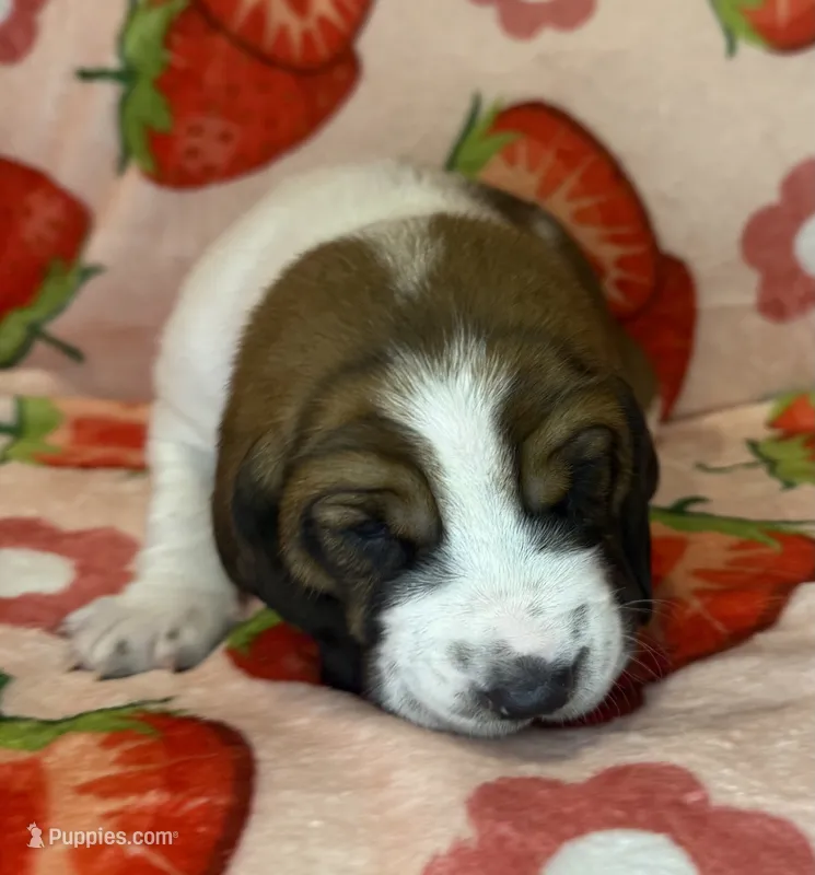 Orange boy – Basset Hound puppy for sale in McAlester, OK
