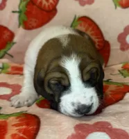 Orange boy, a male Basset Hound for sale in McAlester, OK – 1 of 3
