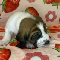 Orange boy, a male Basset Hound for sale in McAlester, OK – 2 of 3
