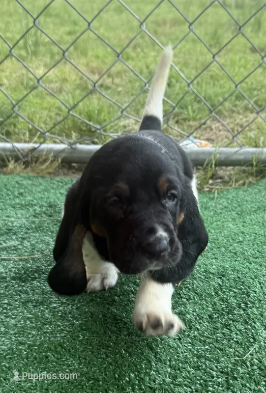 Neon green girl – Basset Hound puppy for sale in McAlester, OK