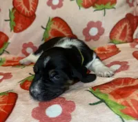 Neon green girl, a female Basset Hound for sale in McAlester, OK – 2 of 3