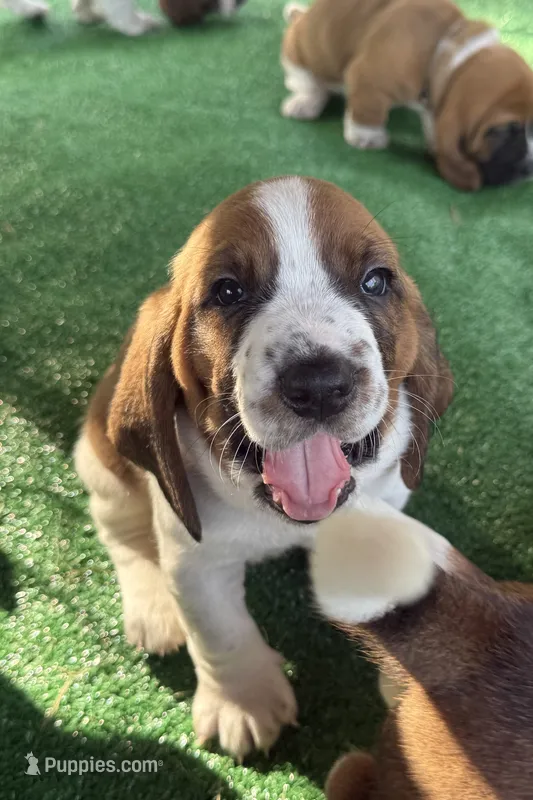 Orange boy – Basset Hound puppy for sale in McAlester, OK