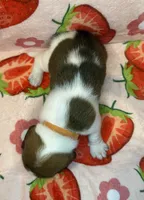 Orange boy, a male Basset Hound for sale in McAlester, OK – 3 of 3