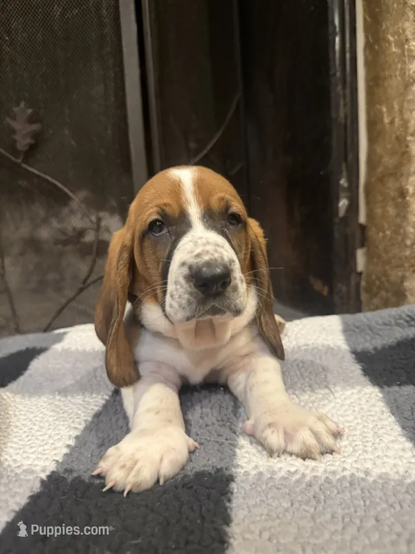 Baby blue girl – Basset Hound puppy for sale in McAlester, OK