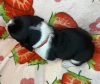 Red girl, a female Basset Hound for sale in McAlester, OK – 2 of 2
