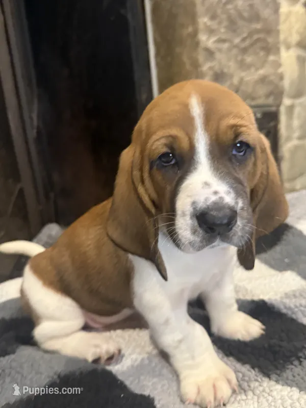 Yellow girl – Basset Hound puppy for sale in McAlester, OK
