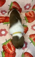 Yellow girl, a female Basset Hound for sale in McAlester, OK – 2 of 3