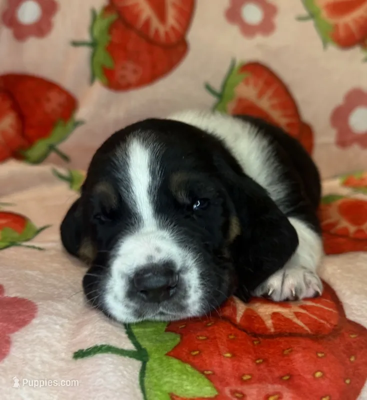 Hunter green boy – Basset Hound puppy for sale in McAlester, OK