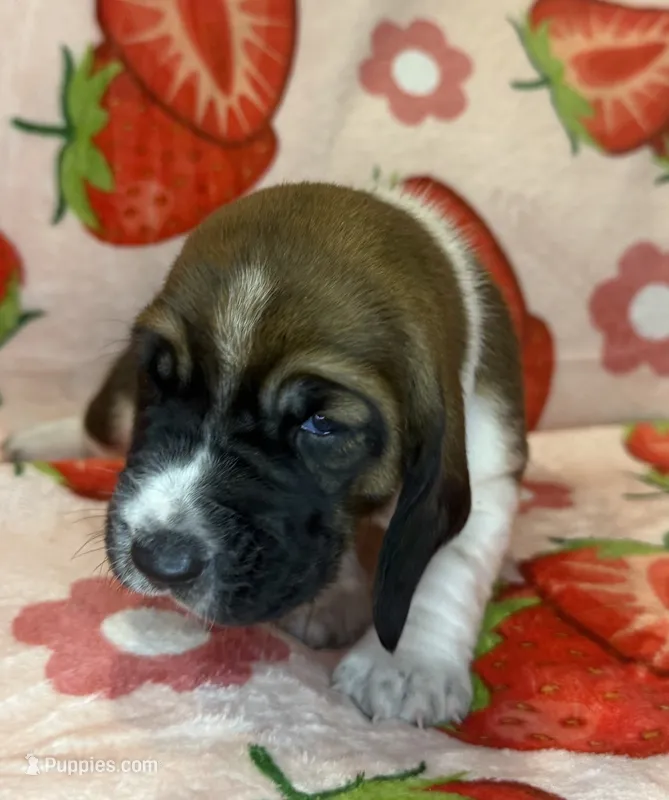 Bright Pink girl – Basset Hound puppy for sale in McAlester, OK