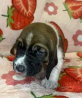 Bright Pink girl, a female Basset Hound for sale in McAlester, OK – 1 of 3
