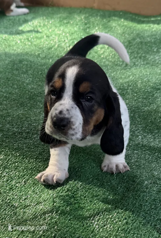 Red girl – Basset Hound puppy for sale in McAlester, OK
