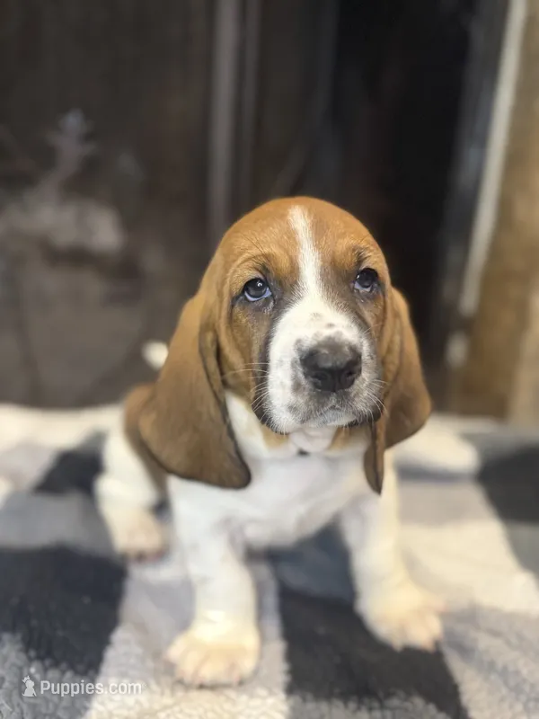 Yellow girl – Basset Hound puppy for sale in McAlester, OK