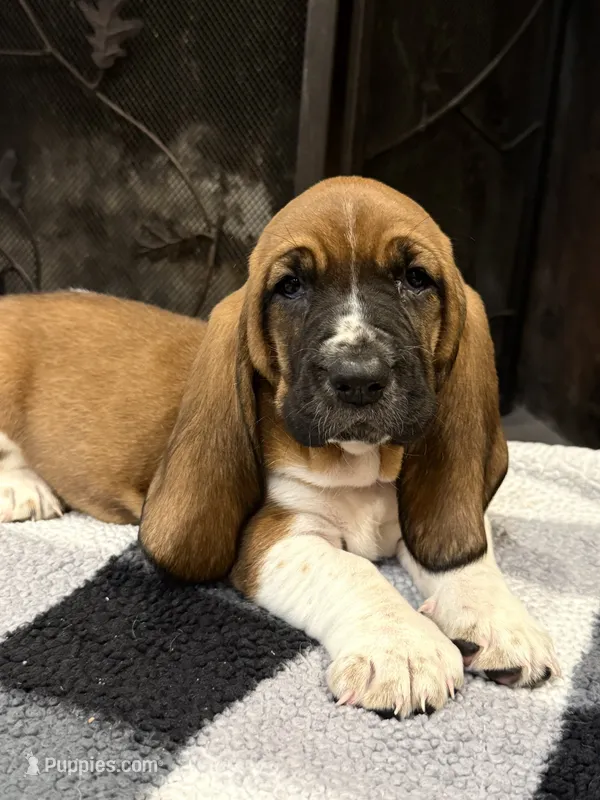 Bright Pink girl – Basset Hound puppy for sale in McAlester, OK
