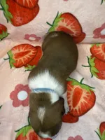 Baby blue girl, a female Basset Hound for sale in McAlester, OK – 3 of 3