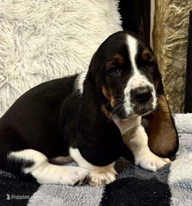 Hunter green boy – Basset Hound puppy for sale in McAlester, OK