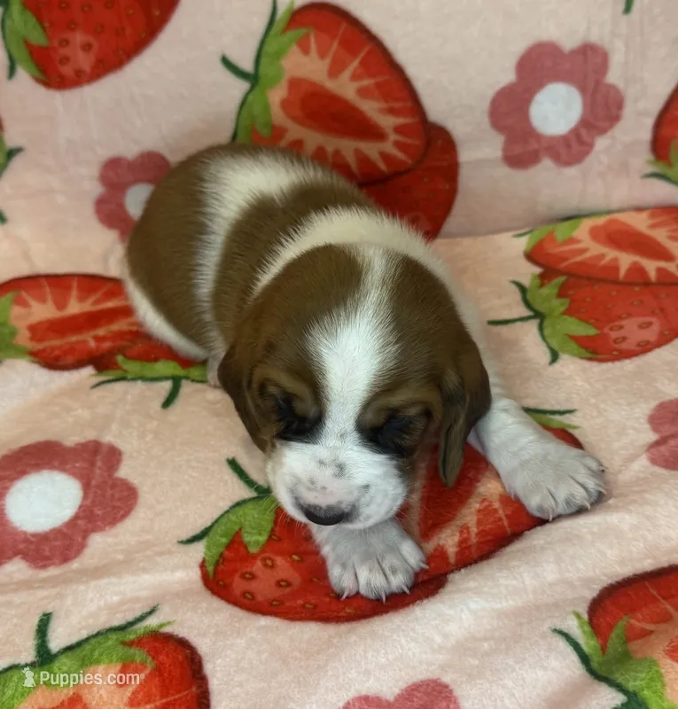 Blue boy – Basset Hound puppy for sale in McAlester, OK