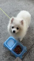 Casper , a male Pomeranian for sale in Tacoma, VA – 1 of 1