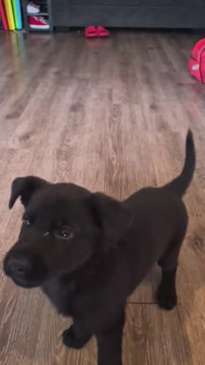 Molly, a female Belgian Malinois and German Shepherd Dog for sale in Eveleth, MN – 6 of 6