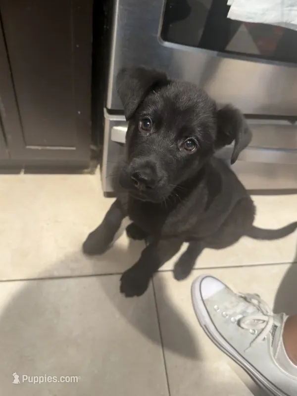 Molly – Belgian Malinois, German Shepherd Dog puppy for sale in Eveleth, MN