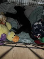 Molly, a female Belgian Malinois and German Shepherd Dog for sale in Eveleth, MN – 2 of 6