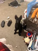Molly, a female Belgian Malinois and German Shepherd Dog for sale in Eveleth, MN – 4 of 6