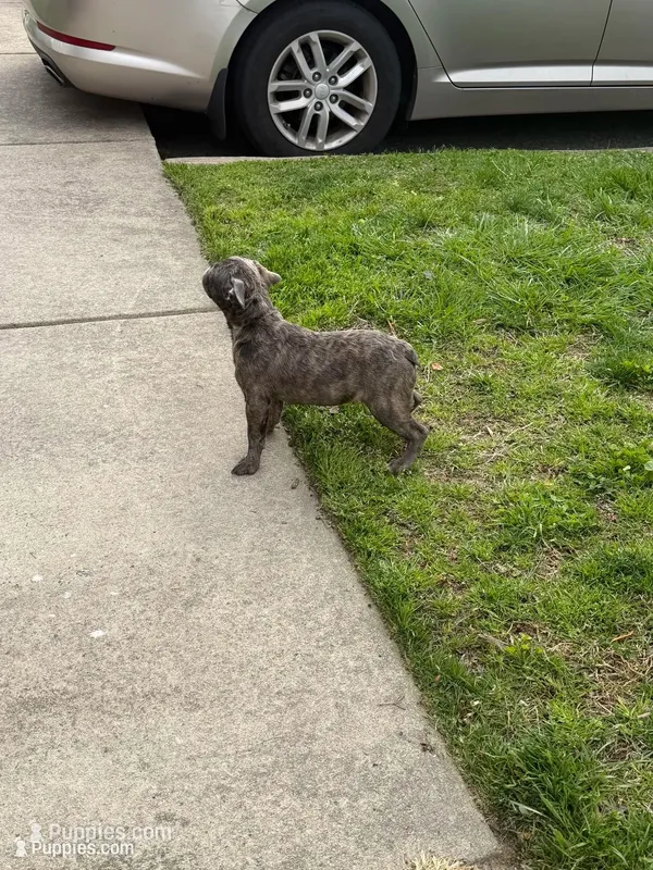 Pretty P – French Bulldog puppy for sale in High Point, NC