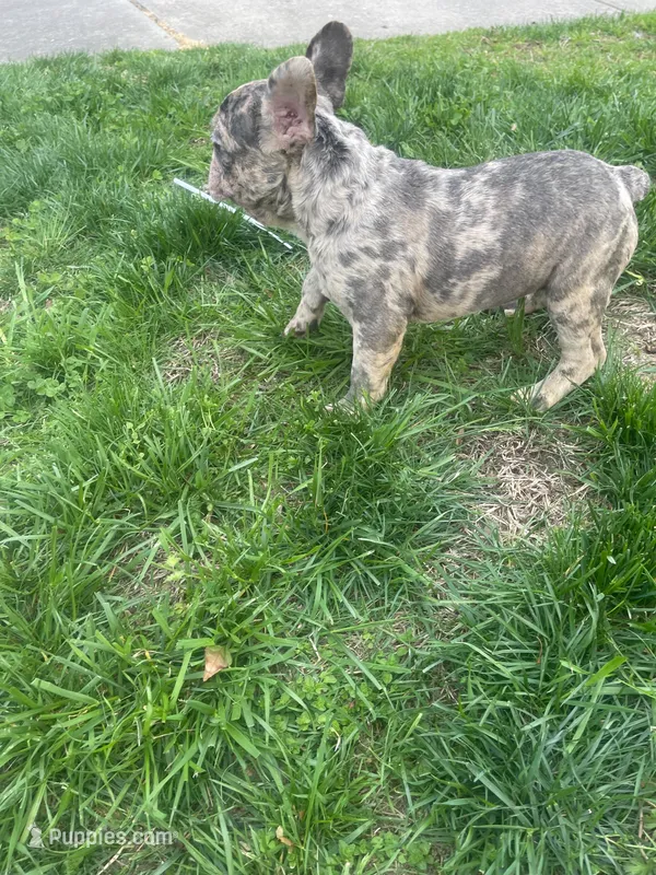 Lola – French Bulldog puppy for sale in High Point, NC