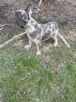 Beast, a male French Bulldog for sale in High Point, NC – Photo 4 of 7