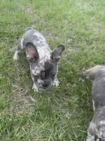 Beast, a male French Bulldog for sale in High Point, NC – Photo 5 of 7