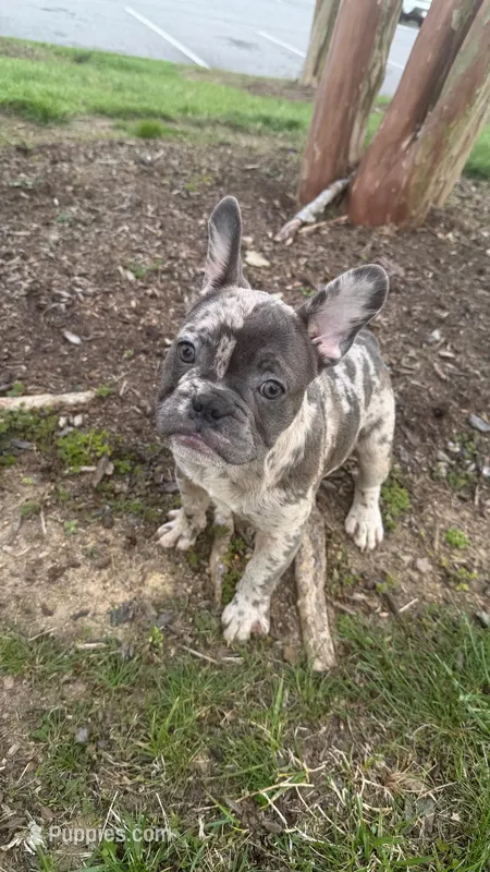 Beast – French Bulldog puppy for sale in High Point, NC