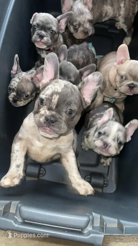 ❤️ – French Bulldog puppy for sale in High Point, NC