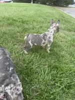 Beast, a male French Bulldog for sale in High Point, NC – Photo 6 of 7