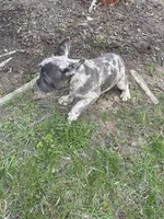 Beast, a male French Bulldog for sale in High Point, NC – Photo 3 of 7