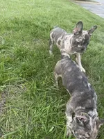 Beast, a male French Bulldog for sale in High Point, NC – Photo 7 of 7