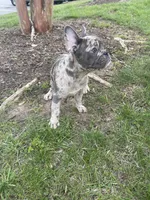 Beast, a male French Bulldog for sale in High Point, NC – Photo 2 of 7
