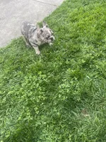 Smoke J, a male French Bulldog for sale in High Point, NC – Photo 4 of 4