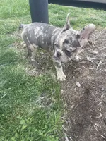 Smoke J, a male French Bulldog for sale in High Point, NC – Photo 3 of 4