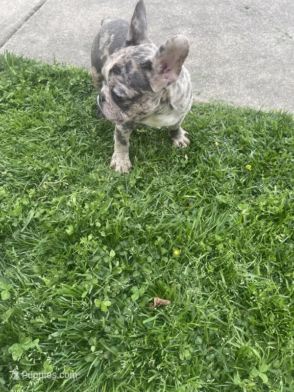 Smoke J – French Bulldog puppy for sale in High Point, NC