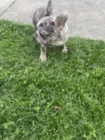 Smoke J, a male French Bulldog for sale in High Point, NC – Photo 1 of 4