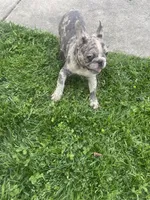 Smoke J, a male French Bulldog for sale in High Point, NC – Photo 2 of 4