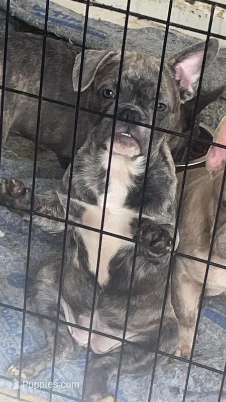 Pretty p – French Bulldog puppy for sale in High Point, NC
