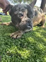 Beast, a male French Bulldog for sale in High Point, NC – 10 of 10
