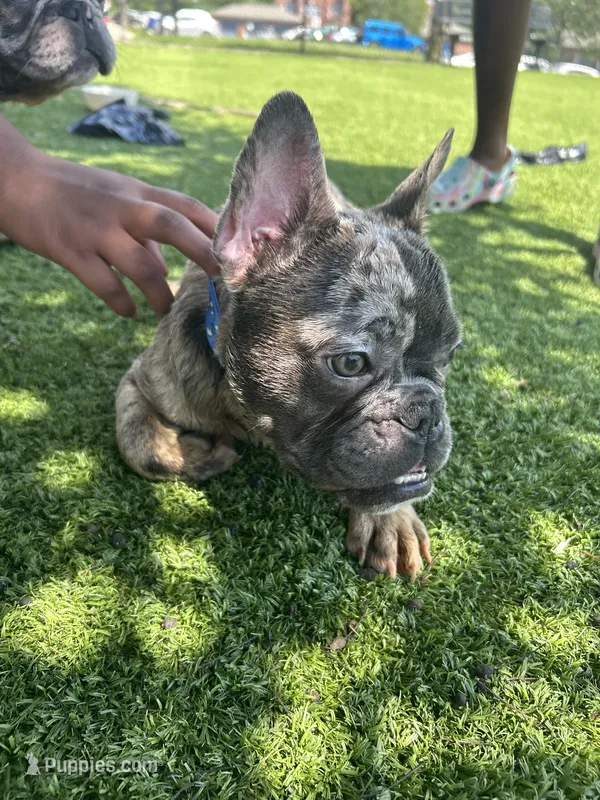 Beast – French Bulldog puppy for sale in High Point, NC
