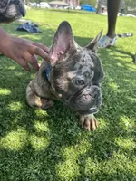 Beast, a male French Bulldog for sale in High Point, NC – 1 of 10