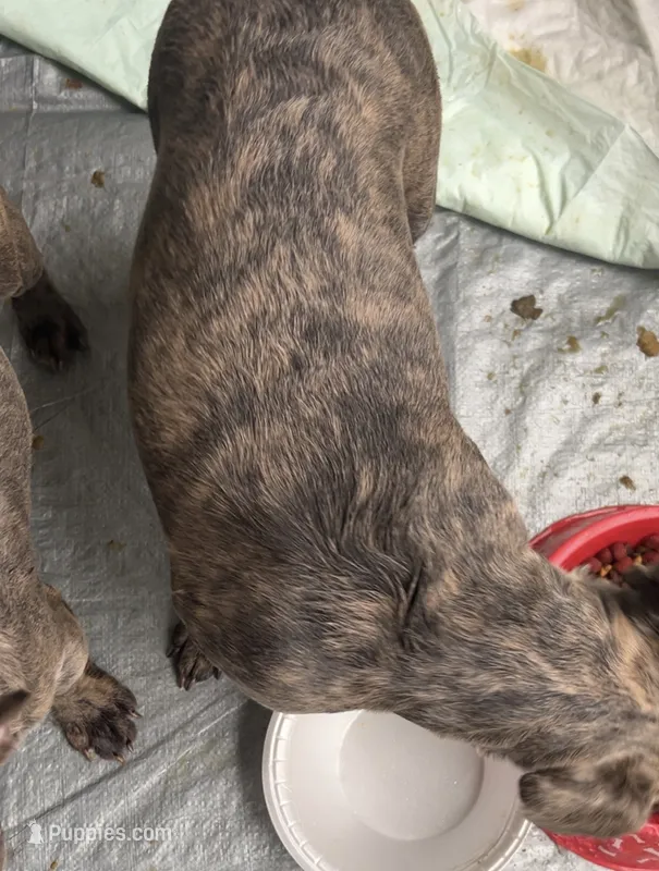 Pretty p – French Bulldog puppy for sale in High Point, NC