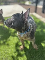 Beast, a male French Bulldog for sale in High Point, NC – 9 of 10