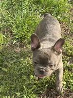 Trouble, a male French Bulldog for sale in High Point, NC – Photo 2 of 7