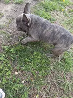 Trouble, a male French Bulldog for sale in High Point, NC – Photo 6 of 7